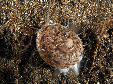 Variegated Sundial - Heliacus variegatus - Anilao, Philippines