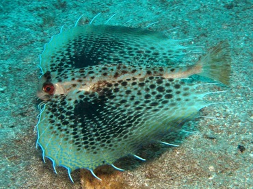 Oriental Flying Gurnard - Dactyloptena orientalis - Dumaguete, Philippines