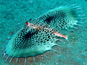 Oriental Flying Gurnard - Dactyloptena orientalis - Dumaguete, Philippines