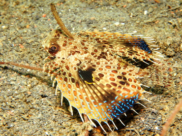 Oriental Flying Gurnard - Dactyloptena orientalis - Lembeh Strait, Indonesia