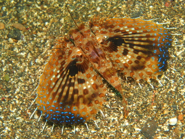 Oriental Flying Gurnard - Dactyloptena orientalis - Lembeh Strait, Indonesia