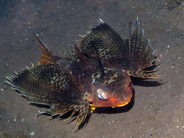 Oriental Flying Gurnard - Dactyloptena orientalis - Bali, Indonesia