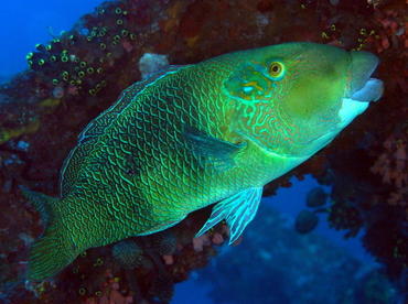 Blackeye Thicklip - Hemigymnus melapterus - Anilao, Philippines