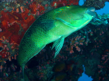 Blackeye Thicklip - Hemigymnus melapterus - Anilao, Philippines