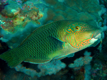 Blackeye Thicklip - Hemigymnus melapterus - Wakatobi, Indonesia