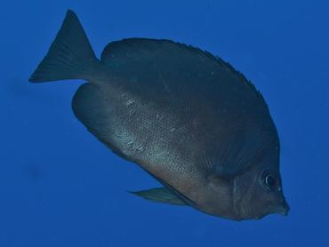 Gray Butterflyfish - Hemitaurichthys thompsoni - Rangiroa, French Polynesia