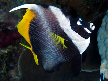 Singular Bannerfish - Heniochus singularius - Great Barrier Reef, Australia