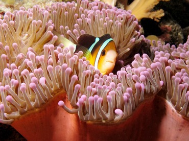 Magnificent Sea Anemone - Heteractis magnifica - Palau