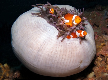Magnificent Sea Anemone - Heteractis magnifica - Dumaguete, Philippines