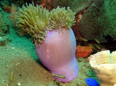 Magnificent Sea Anemone - Heteractis magnifica - Dumaguete, Philippines