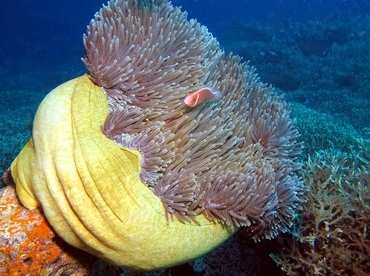 Magnificent Sea Anemone - Heteractis magnifica - Dumaguete, Philippines
