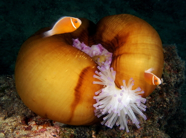 Magnificent Sea Anemone - Heteractis magnifica - Fiji