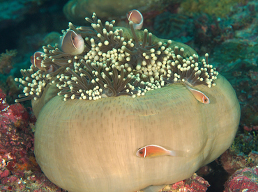 Magnificent Sea Anemone - Heteractis magnifica - Wakatobi, Indonesia