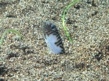 Banded Garden Eel - Heteroconger polyzona - Dumaguete, Philippines