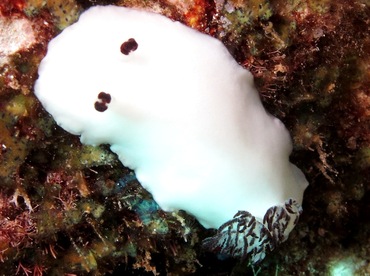 Fellow's Nudibranch - Hiatodoris fellowsi - Lanai, Hawaii