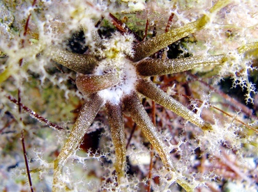 Hidden Sea Cucumber - Pseudothyone belli - St Thomas, USVI