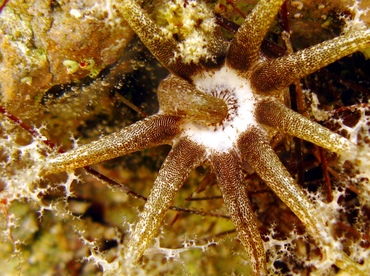 Hidden Sea Cucumber - Pseudothyone belli - St Thomas, USVI