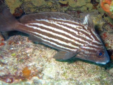 High Hat - Pareques acuminatus - Key Largo, Florida