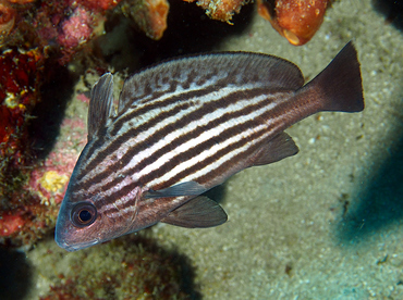 High Hat - Pareques acuminatus - Palm Beach, Florida