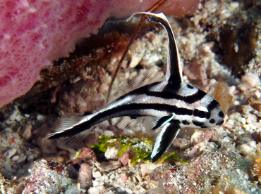 High Hat - Pareques acuminatus - Cozumel, Mexico