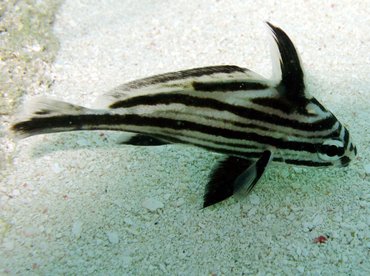 High Hat - Pareques acuminatus - Isla Mujeres, Mexico