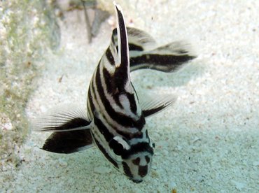 High Hat - Pareques acuminatus - Isla Mujeres, Mexico