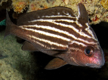 High Hat - Pareques acuminatus - St Thomas, USVI