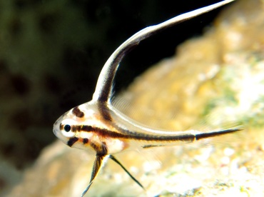 High Hat - Pareques acuminatus - Cozumel, Mexico