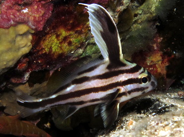 High Hat - Pareques acuminatus - Cozumel, Mexico