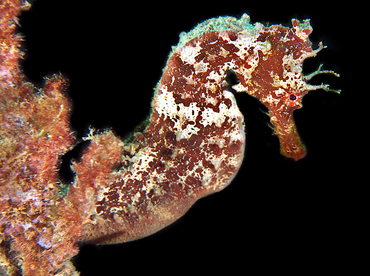 Pacific Seahorse - Hippocampus ingens - Cabo San Lucas, Mexico