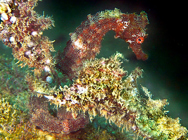 Pacific Seahorse - Hippocampus ingens - Cabo San Lucas, Mexico