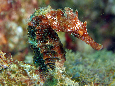 Pacific Seahorse - Hippocampus ingens - Cabo San Lucas, Mexico