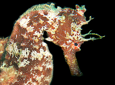 Pacific Seahorse - Hippocampus ingens - Cabo San Lucas, Mexico