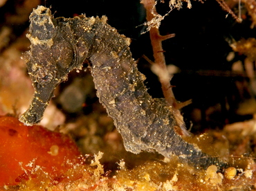 Common Seahorse - Hippocampus kuda - Anilao, Philippines