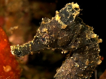 Common Seahorse - Hippocampus kuda - Anilao, Philippines