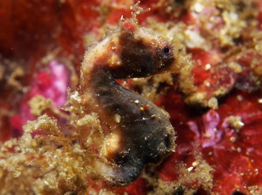 Pontoh's Pygmy Seahorse - Hippocampus pontohi - Lembeh Strait, Indonesia