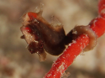 Pontoh's Pygmy Seahorse - Hippocampus pontohi - Fiji