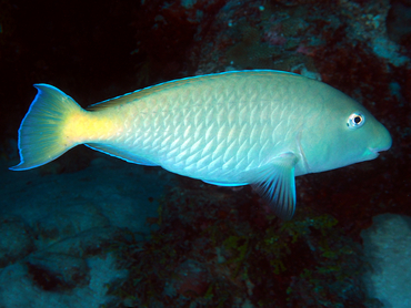 Pacific Longnose Parrotfish - Hipposcarus longiceps - Great Barrier Reef, Australia