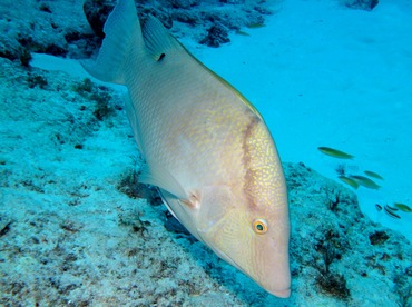 Hogfish - Lachnolaimus maximus - Cozumel, Mexico