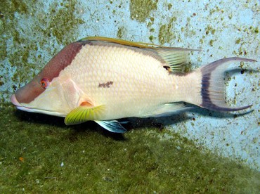 Hogfish - Lachnolaimus maximus - Grand Cayman