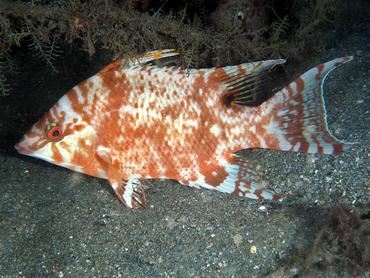 Hogfish - Lachnolaimus maximus - Blue Heron Bridge, Florida