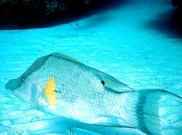 Hogfish - Lachnolaimus maximus - Little Cayman