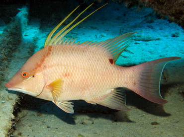 Hogfish - Lachnolaimus maximus - Nassau, Bahamas