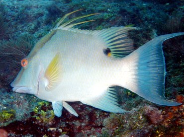 Hogfish - Lachnolaimus maximus - Key West, Florida