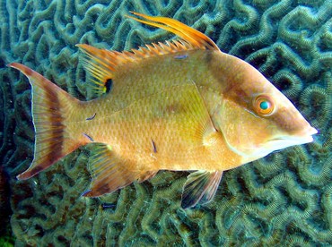 Hogfish - Lachnolaimus maximus - Key Largo, Florida