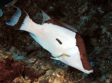 Hogfish - Lachnolaimus maximus - Grand Cayman