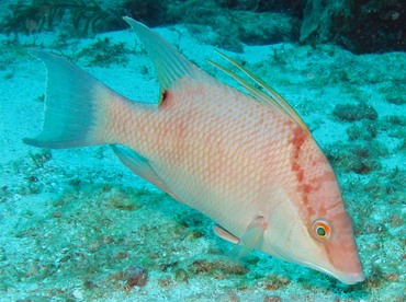 Hogfish - Lachnolaimus maximus - Belize