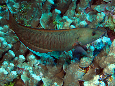 Ring Wrasse - Hologymnosus annulatus - Great Barrier Reef, Australia