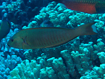 Ring Wrasse - Hologymnosus annulatus - Great Barrier Reef, Australia