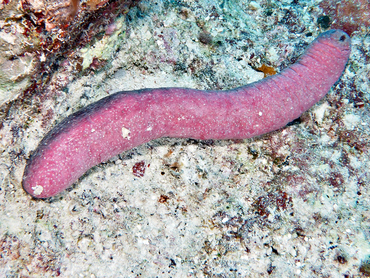 Pinkfish Sea Cucumber - Holothuria edulis - Coral Sea, Australia